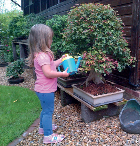 watering bonsai